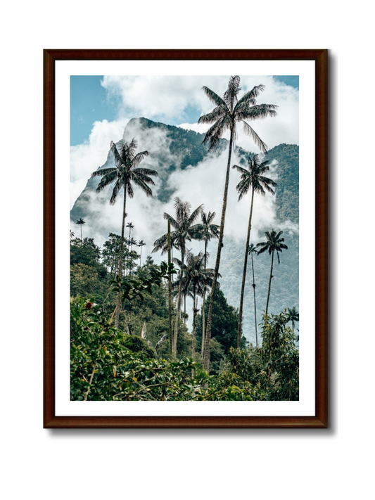 Palmas de cera en el Valle de Cocora, Colombia