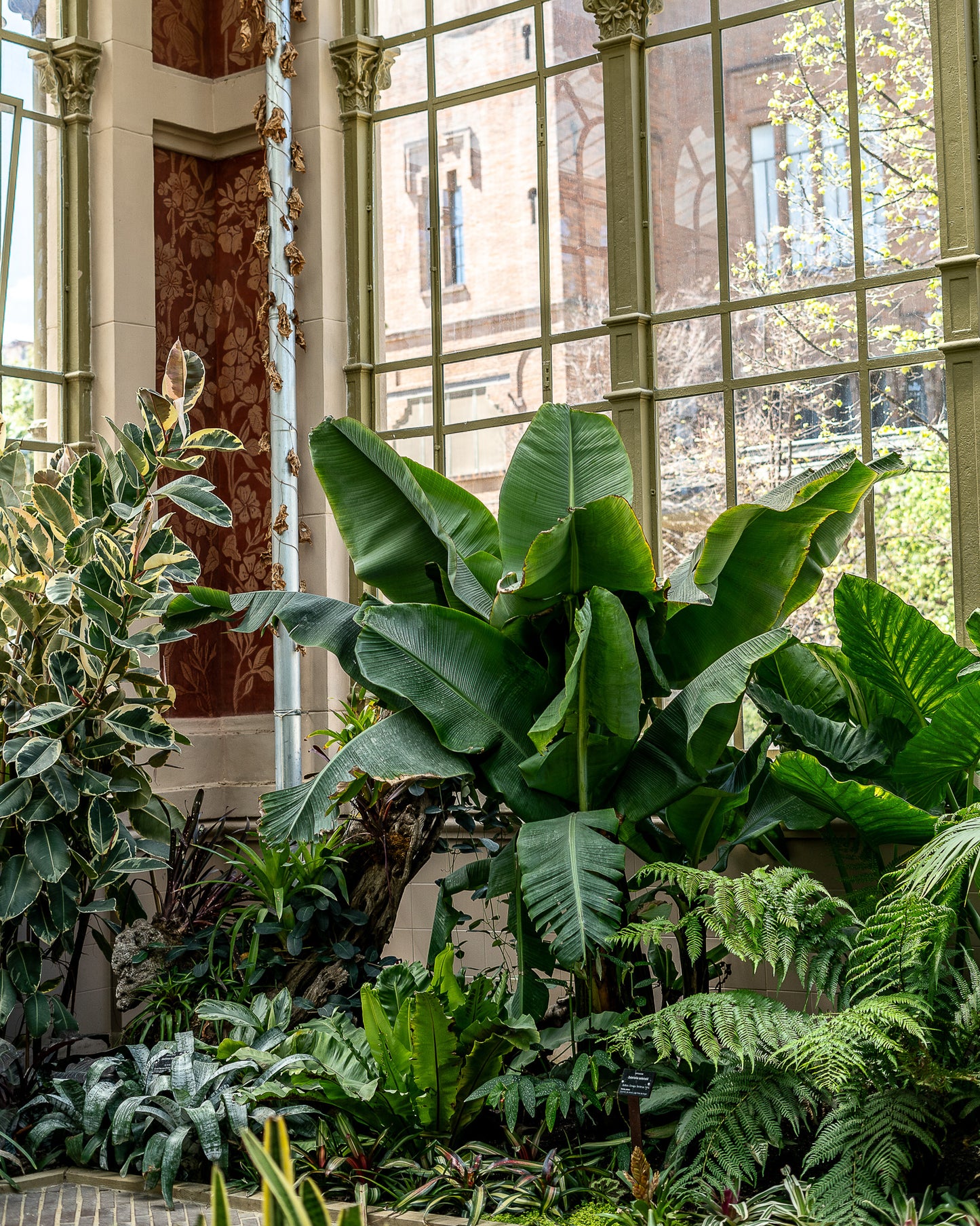 Plantas tropicales en el invernadero, Barcelona