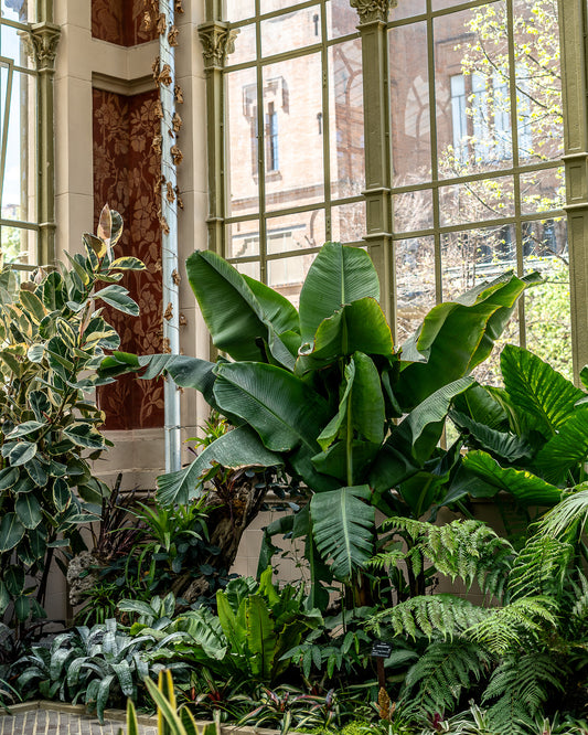 Plantas tropicales en el invernadero, Barcelona