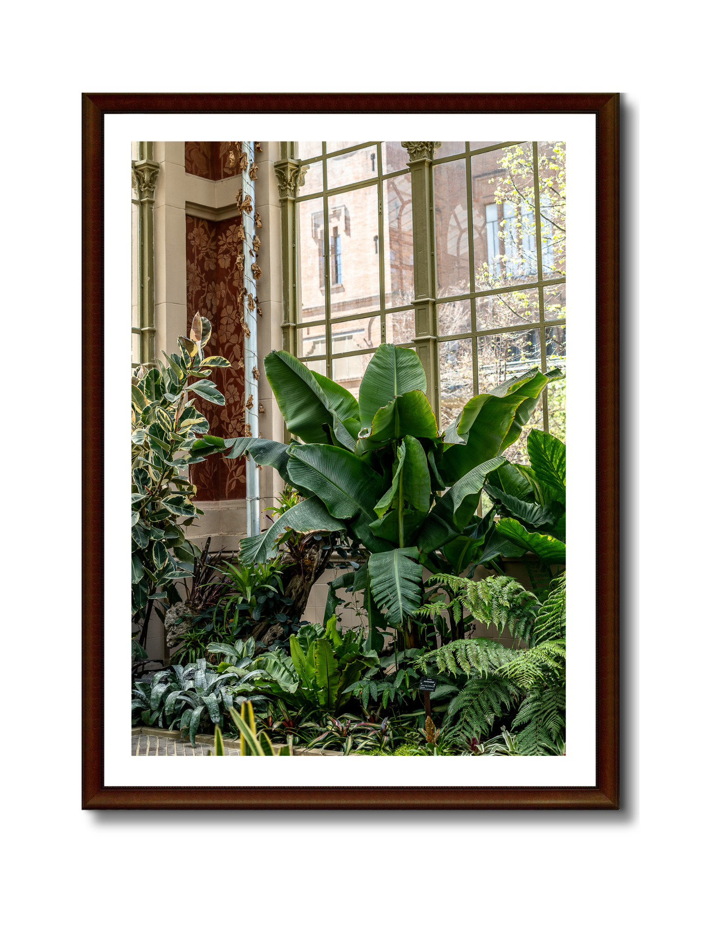 Plantas tropicales en el invernadero, Barcelona