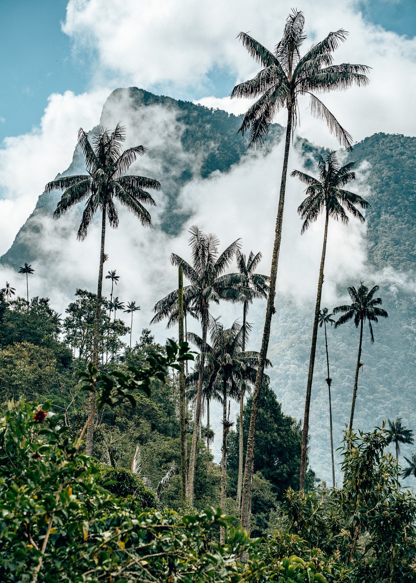 Palmas de cera en el Valle de Cocora, Colombia