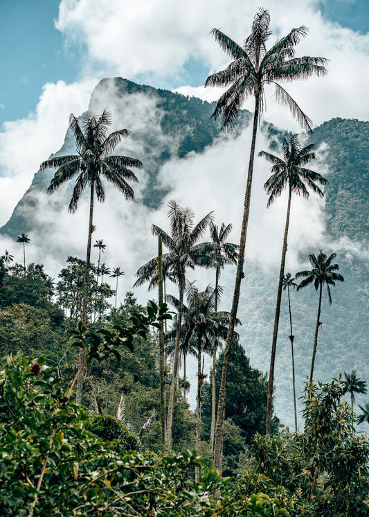 Palmas de cera en el Valle de Cocora, Colombia