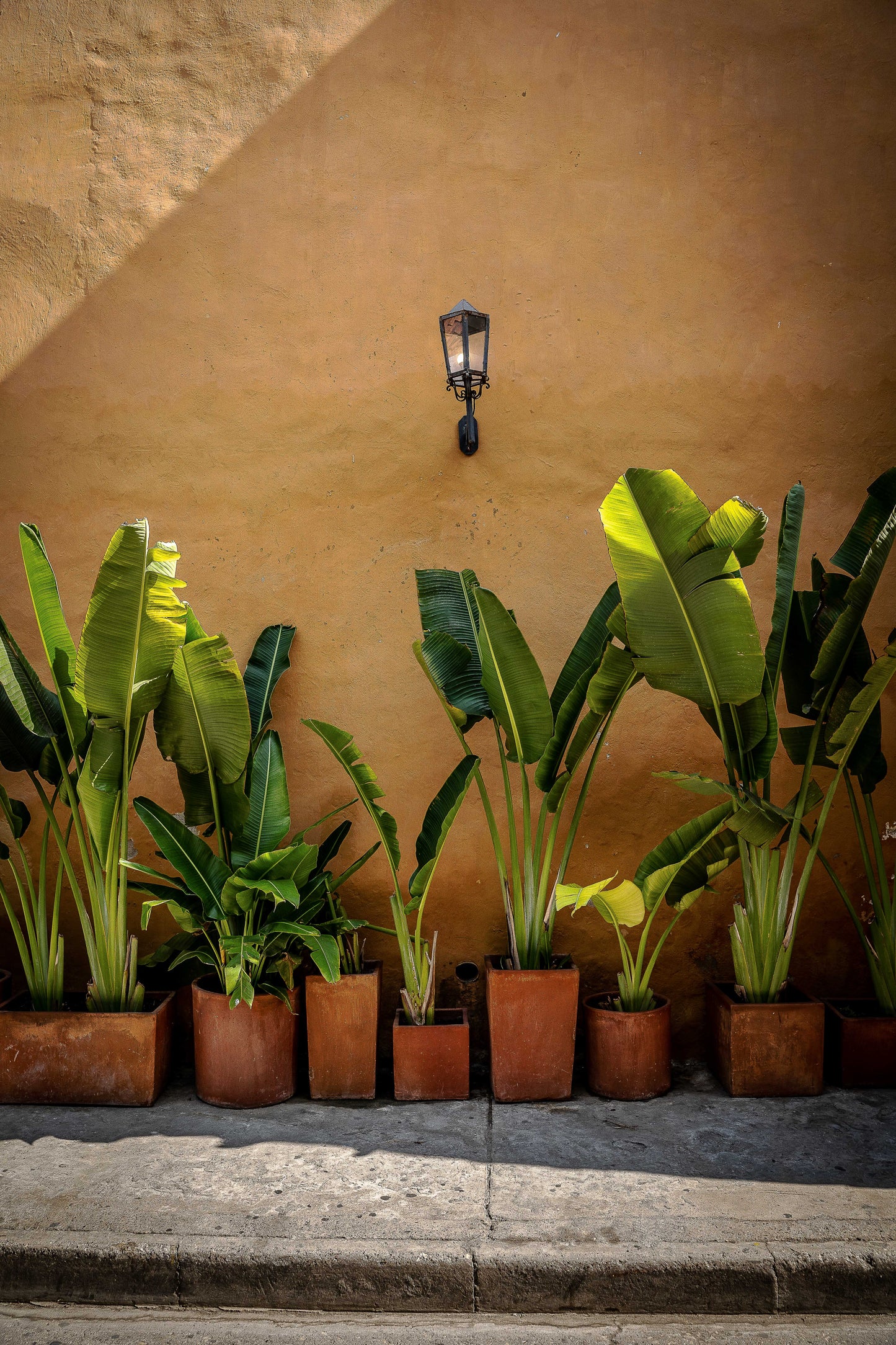 Plantas en Cartagena