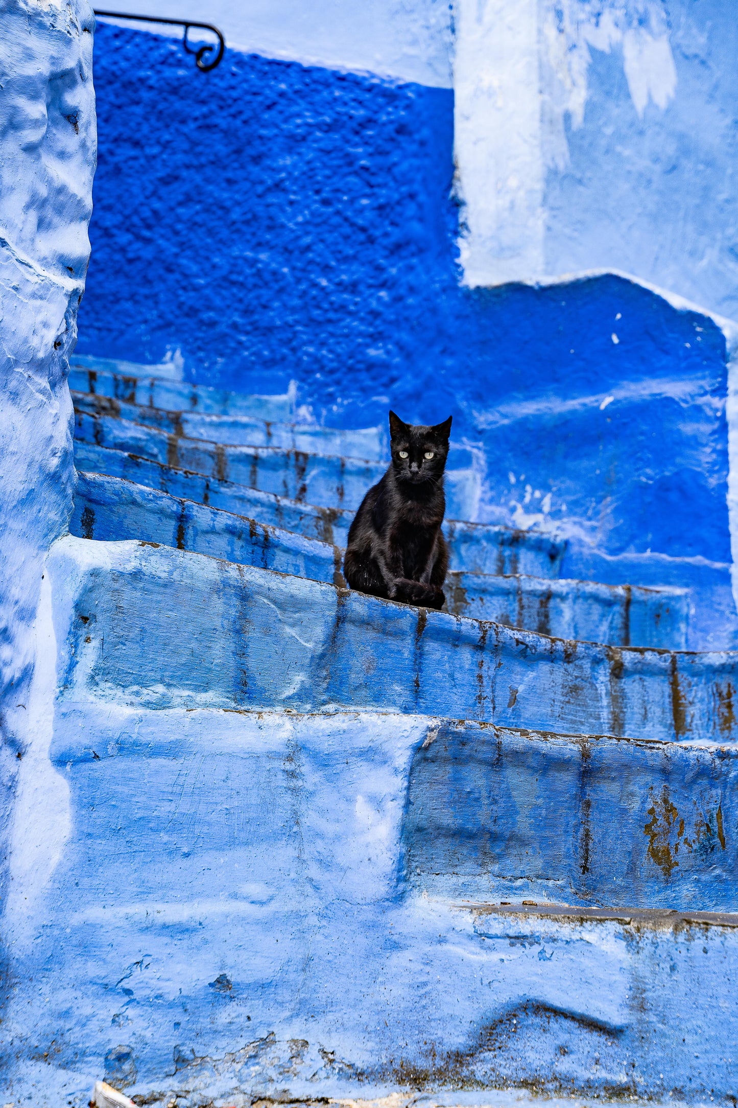 Gato Chefchaouen