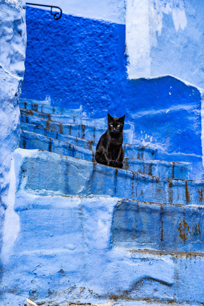 Gato Chefchaouen