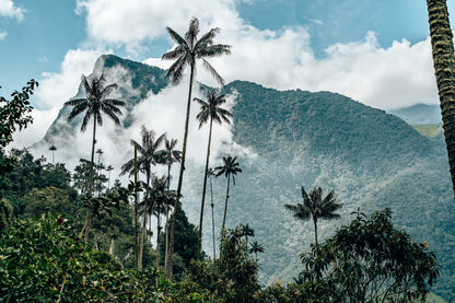 Valle de Cocora Colombia