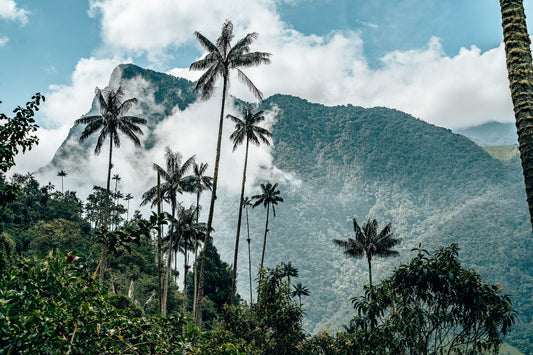 Valle de Cocora Colombia