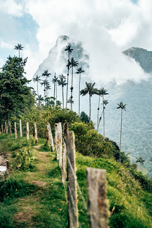 Paseo por las nubes en el Valle de Cocora, Colombia