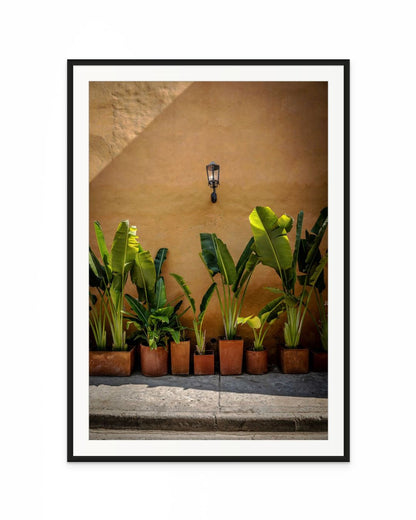 Plantas en Cartagena