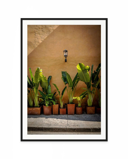 Plantas en Cartagena