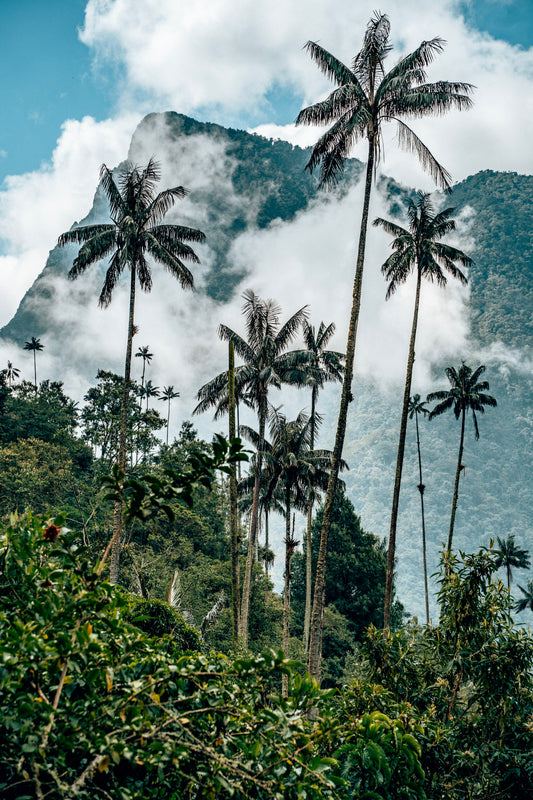 Palmeras Valle de Cocora