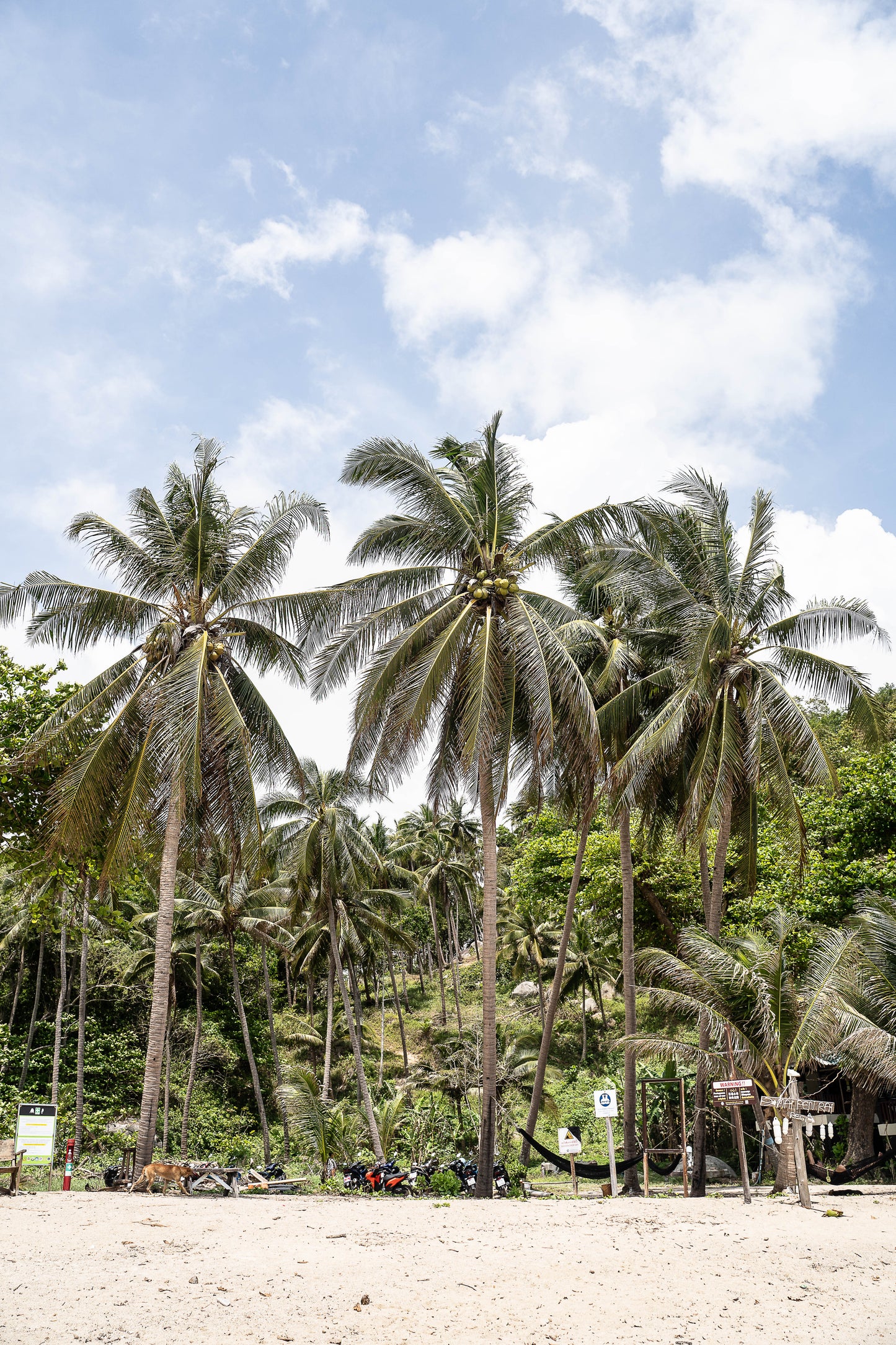 Playa Palmeras Tailandia