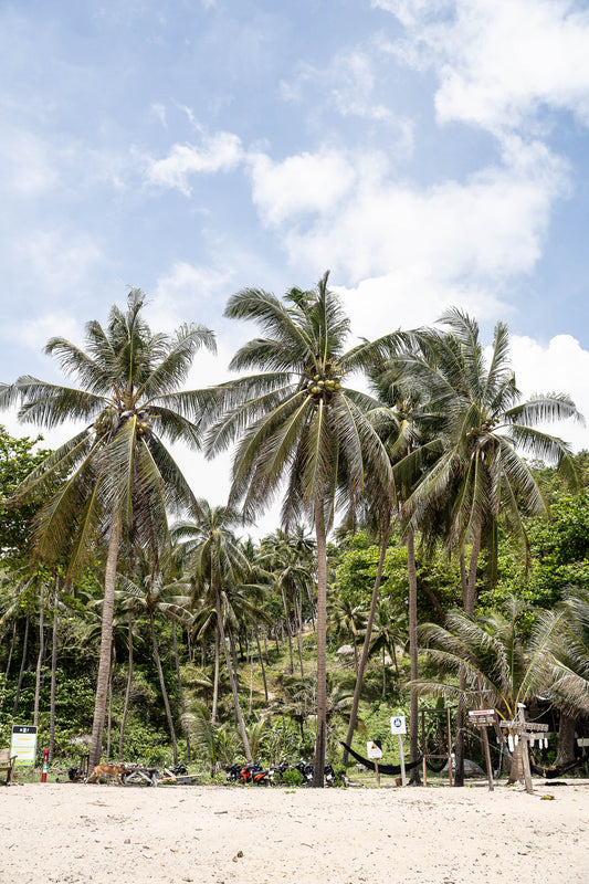 Playa Palmeras Tailandia